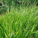 Chasmanthium latifolium